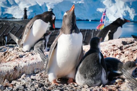 Penguins in the sunshine with the sea and icebergs behind them. Baby chicks can be seen too