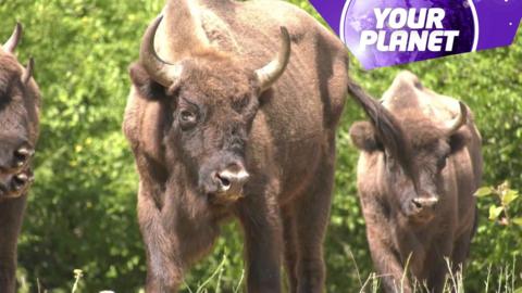 Cattle and the Your Planet logo
