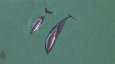 Looking down on two harbour porpoises, an adult and her calf.
