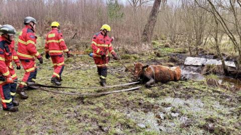 Four firefighters in red overalls haul a ginger-coloured cow out of a muddy bog using straps