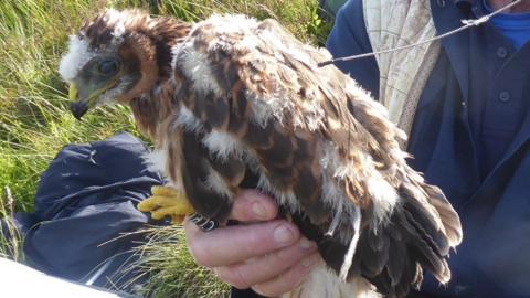 A young Hen Harrier bird is perched on a persons hand. Sita has brown, black and white feathers, and is being fitted with a satellite tag.