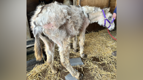 A severely malnourished and abused donkey. It is hunched over as it stands on hay. The donkey has blonde-coloured fur but it is bald in many places, showing the abuse it has suffered.