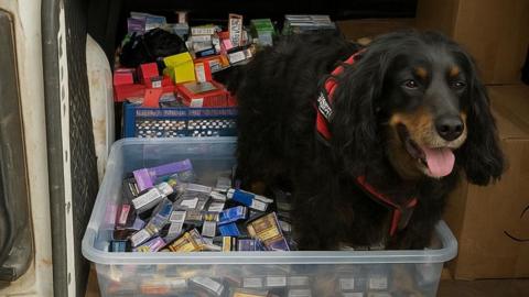 A dog sitting in a box full of illegal items including tobacco pouches, with his mouth open and his tongue out. The dog is black with brown fur around his nose and his eyes. He has a red collar.