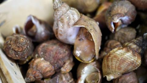 Whelks