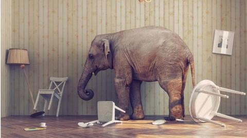 Elephant in messy living room