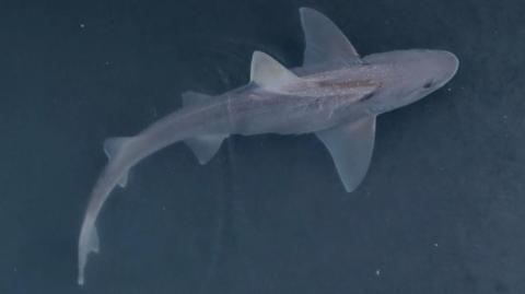 A small shark swimming in water.