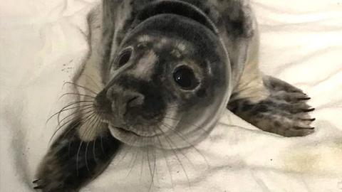 Seal pup