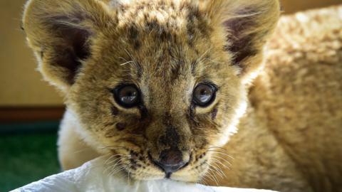 A two-month old lion cub called Astra pictured at the Sadgorod Zoo in 2017.