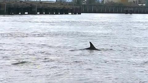 A dolphin in the River Thames