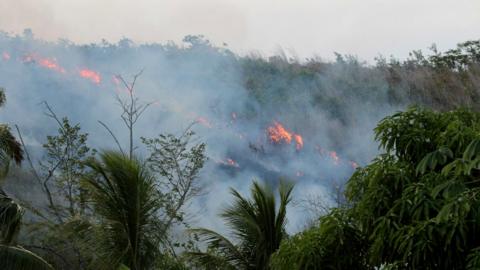 Rainforest fire (c) Alexander Lees