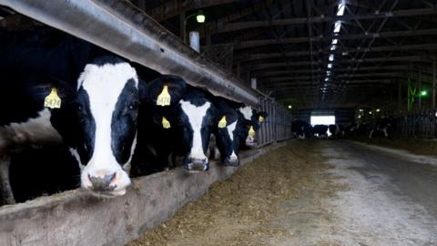 Cows on Wisconsin farm