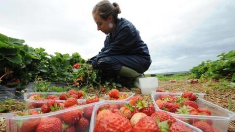 Strawberry picker