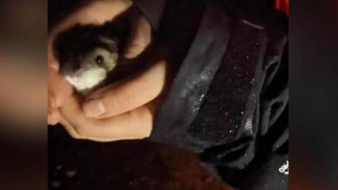 Rescued hamster