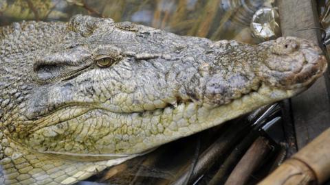 picture of a crocodile in Indonesia