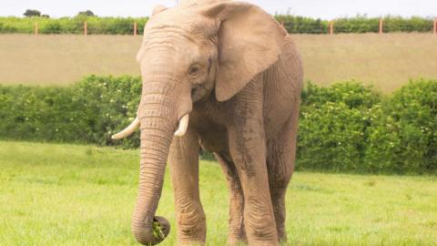 Elephant at Noah's Ark Zoo Farm