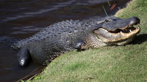 Alligator