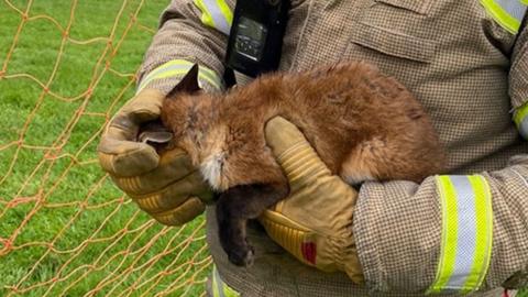 Fox being held by fire officer