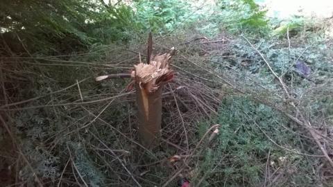 A hacked-down tree at Llyn Geirionydd