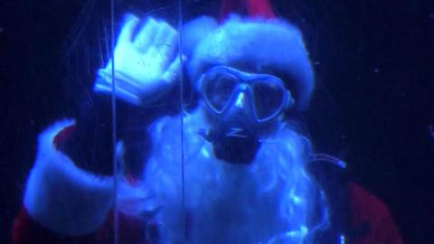 Scuba Santa at aquarium