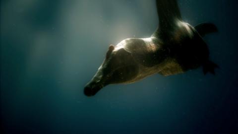 A Spinosaurus dinosaur swims underwater