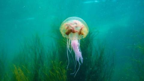A jellyfish underwater, with kelp in the background