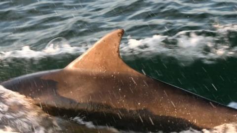 Dolphins filmed off the north-east of England coast