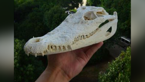 Seized crocodile skull