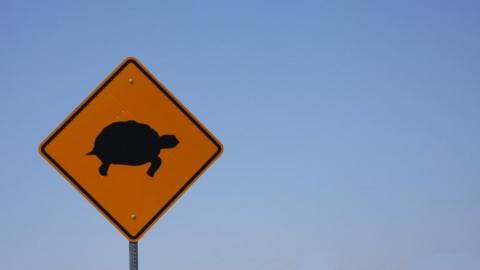 Turtle sign