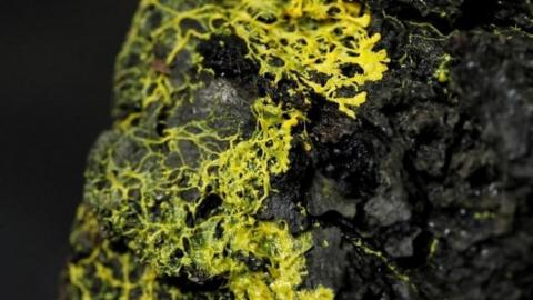 The blob - Physarum polycephalum