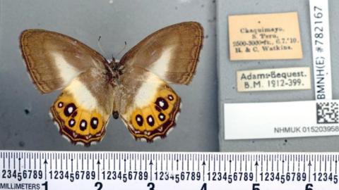 Undated handout photo issued by the Natural History Museum of a new group of butterflies that have been named after Lord Of The Rings villain Sauron
