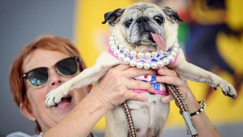 A woman with short ginger hair and sunglasses holds aloft a pug wearing a artificial pearl necklace and a pink top. The pug has its tongue stuck out. 