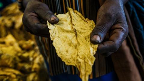 Man holding a tobacco leaf