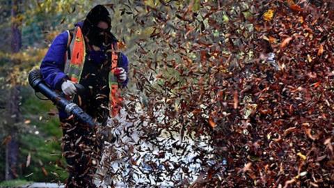 The German government said leaf blowers can be fatal to insects