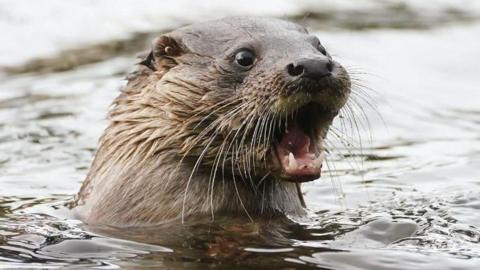 A young otter in a duck pond in Dublin's Herbert Park on a winter's day. 