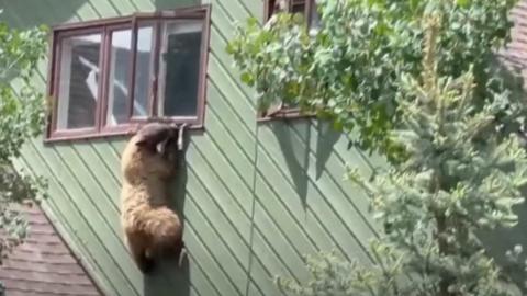 Bear dangles out of house window