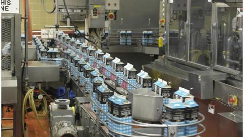 A factory with a conveyor belt of blue and white checked, two litre Guernsey milk cartons.