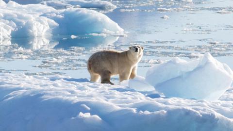 A lone polar bear on a vast expanse of ice in Greenland