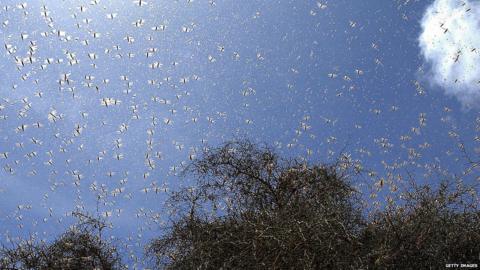 Locusts flying in the sky