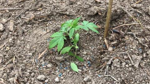 Cannabis plants