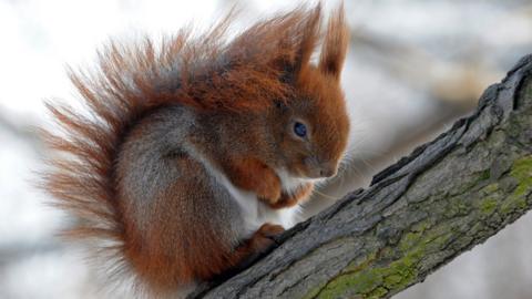 Red squirrel