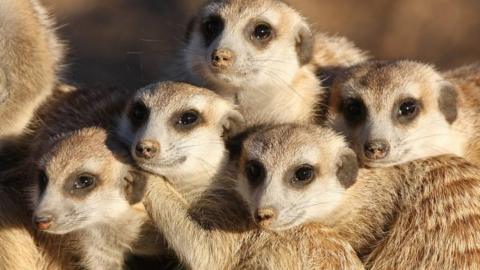 Meerkats need new home