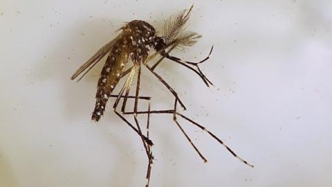 This handout photo taken on April 13, 2018 by the Commonwealth Scientific and Industrial Research Organisation (CSIRO) and received by AFP on July 10, 2018 shows an Aedes aegypti mosquito in Cairns, Queensland.
