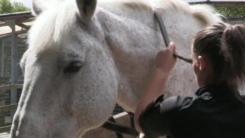 West Yorkshire Police horse