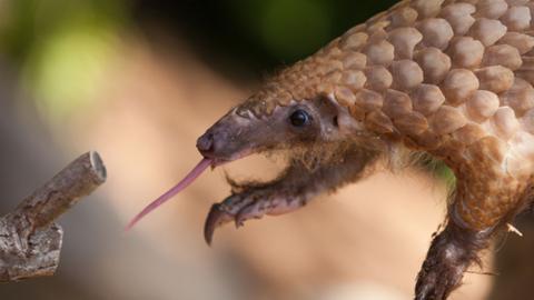 A pangolin with it's tongue out