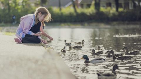 Child feeding ducks in lake