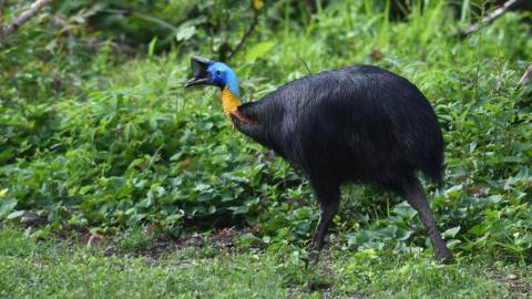 File image of a Cassowary bird