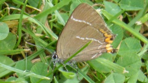 White-letter Hairstreak butterfly