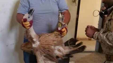 Nelson held by his handler and rescuer Hisham al-Hoot