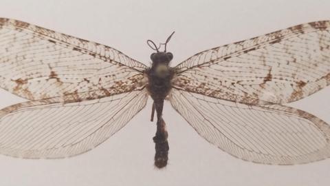 A giant lacewing