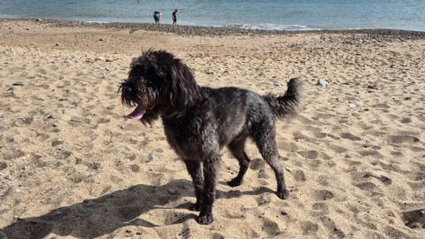 Black Labradoodle dog, standing on a sandy beach with the sea in the background